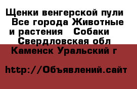 Щенки венгерской пули - Все города Животные и растения » Собаки   . Свердловская обл.,Каменск-Уральский г.